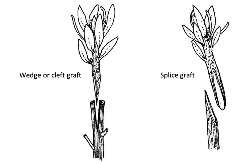 Figure 13.  Commonly used grafting methods 