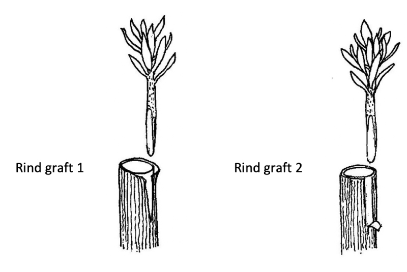 Figure 14.  Grafting method for slender scions onto robust rootstock